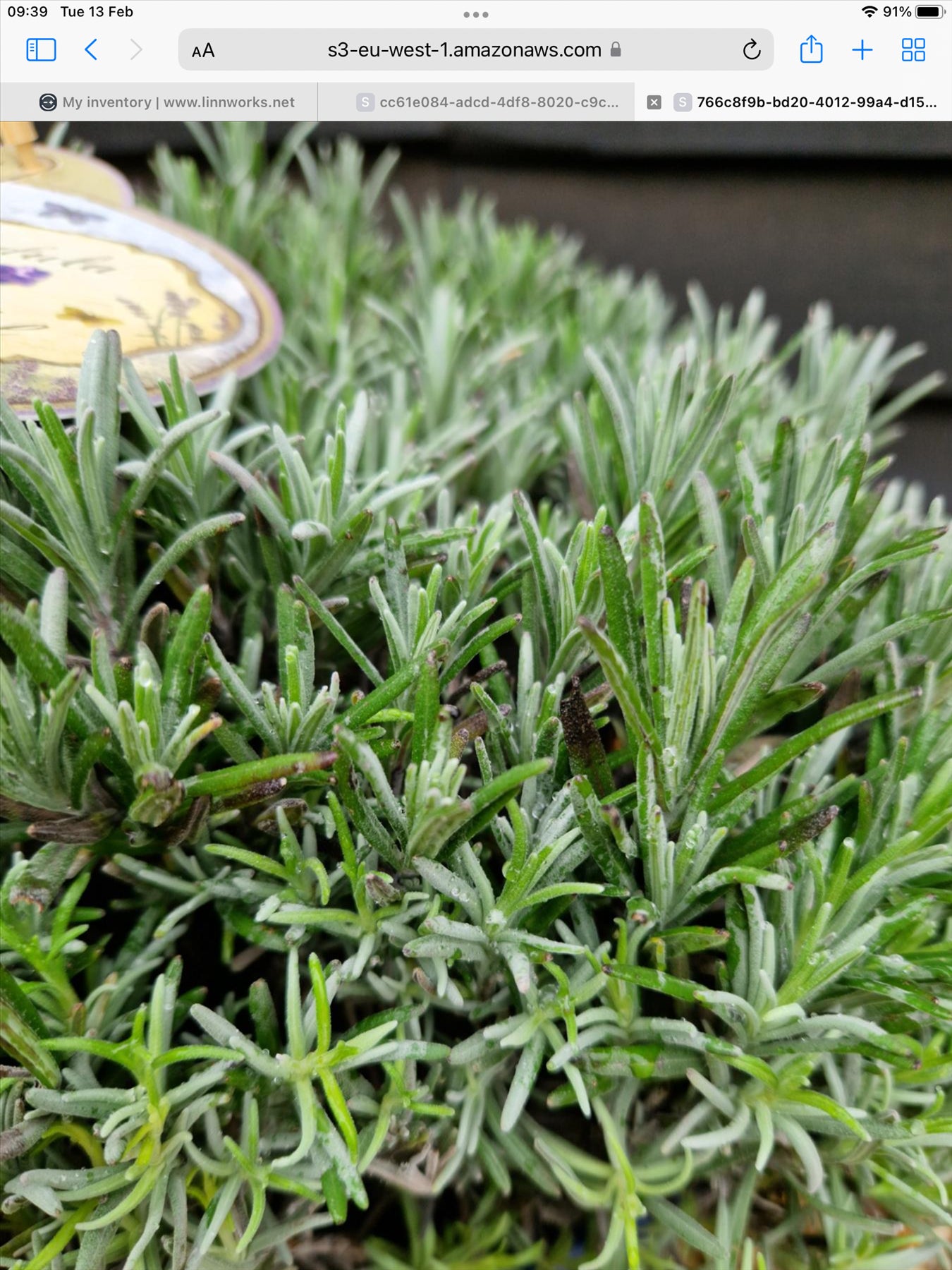 English lavender | Lavandula angustifolia Munstead - 10lt
