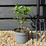 Daphne odora Aurea Marginata | Daphne Aureomarginata - Height 20-30cm - 2lt