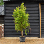 Punica granatum - Pomegranate - Girth 38-40cm - Height 200-220cm - 70lt