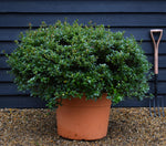 Azalea Japonica | Rhododendron - Ball - Height 80cm - Width - 100cm - 85lt