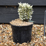 Euonymus japonicus 'White Spire' - Shrub - Height 10-15cm - 2lt