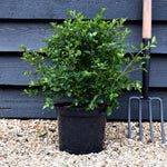 Jacobinia pauciflora - Height 40-50cm - Shrub - 5lt