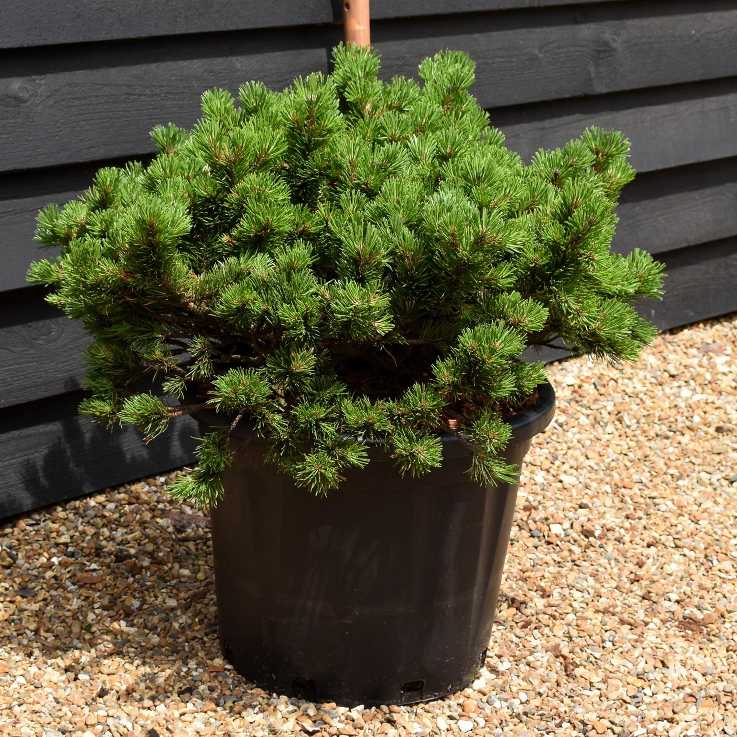 Pinus mugo Klostergrun - Height 30-40cm - Width 70-80cm - 35lt