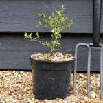 Ceratostigma willmottianum Forest Blue - Height 14-20cm - 2lt