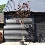 Purple-red Norway Maple | Acer platanoides 'Royal Red' - Height 380-420cm - Clear Stem - Girth 18-20cm - 110lt