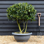 Ilex 'Nellie R. Stevens' | Holly 'Nellie R. Stevens' - Multistem - 100-120cm - 90lt