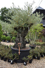 Olive Tree | Olea Europea - Mature - Gnarly Trunk - Height 190-200cm - 375lt