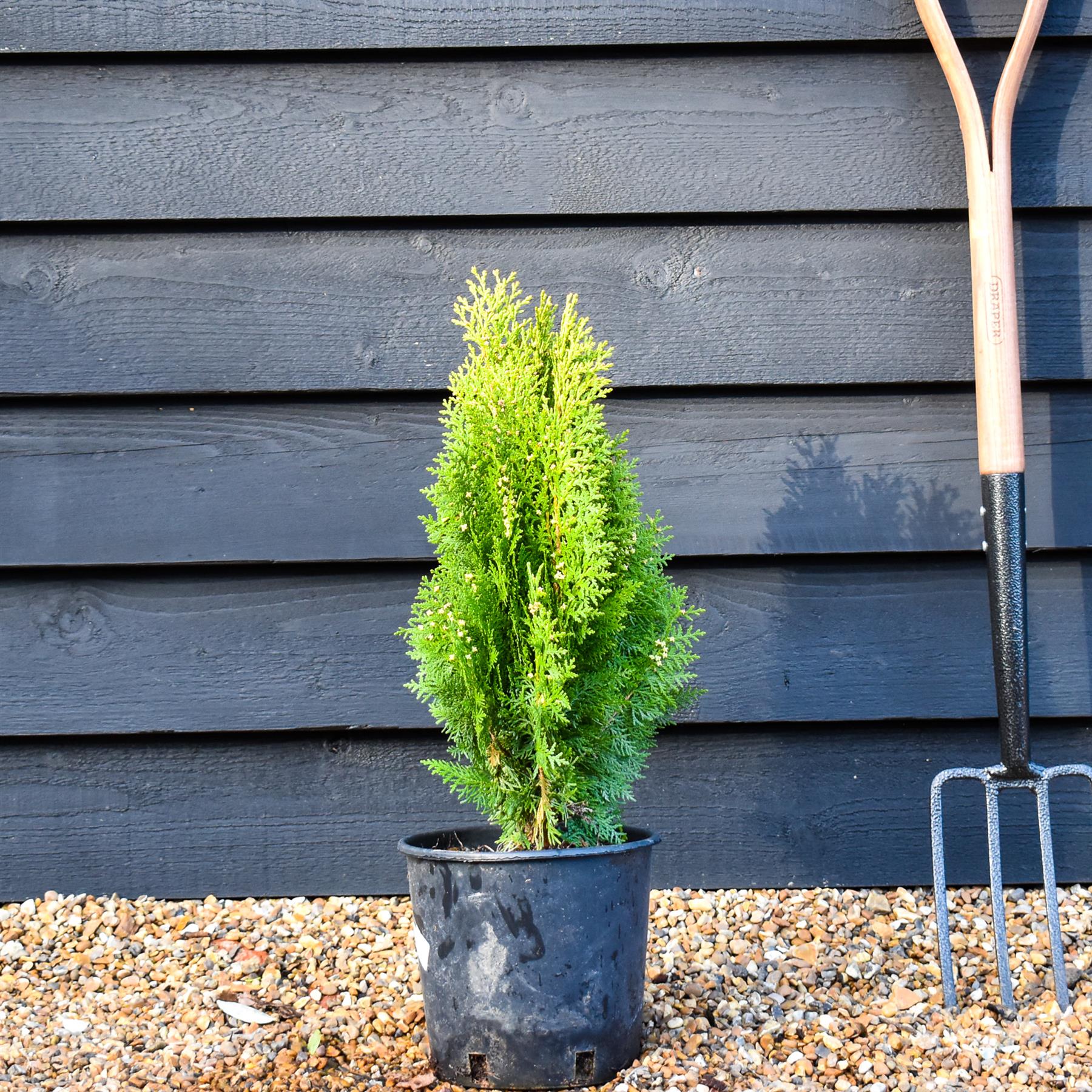 Thuja orientalis 'Aurea Nana'