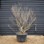 Vitex agnus-castus | Chaste tree - Height 180-200cm - 150lt