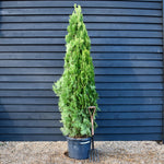 Thuja orientalis 'Pyramidalis Aurea' - Height 220-230cm - 45lt