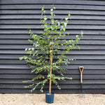 Birch Grayswood Ghost | Betula utilis - 150-180cm - 10lt