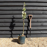 Apple tree 'Blue Moon' (Starline) | Malus domestica - 160-150cm - 10lt