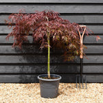 Acer palmatum 'Tamukeyama' | Purple Threadleaf Japanese maple - Quarter Standard - Clear Stem 50cm - Height 80-100cm - 15lt