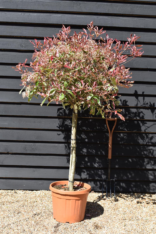 Photinia Pink Marble ('Cassini') | Christmas Berry Pink Marble - 35lt