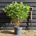 Hydrangea Paniculata 'Little Lime' - Height 50-60cm - 15lt