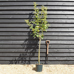 Apple tree 'Bramley's Seedling' | Malus domestica - MM106 - Semi-Dwarfing - 150-160cm - 10lt