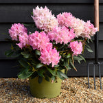 Rhododendron 'Kalinka' - Shrub - Height 60-70cm - 20lt
