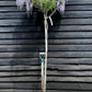 Wisteria sinensis | Chinese wisteria - 170-180cm - 10cm - Clear Stem - 20lt
