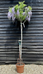 Wisteria sinensis | Chinese wisteria - 170-180cm - 10cm - Clear Stem - 20lt