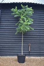 Juglans Nigra - Black Walnut Tree - Clear Stem - Standard - Girth 10-12cm - 300-320cm - 70lt