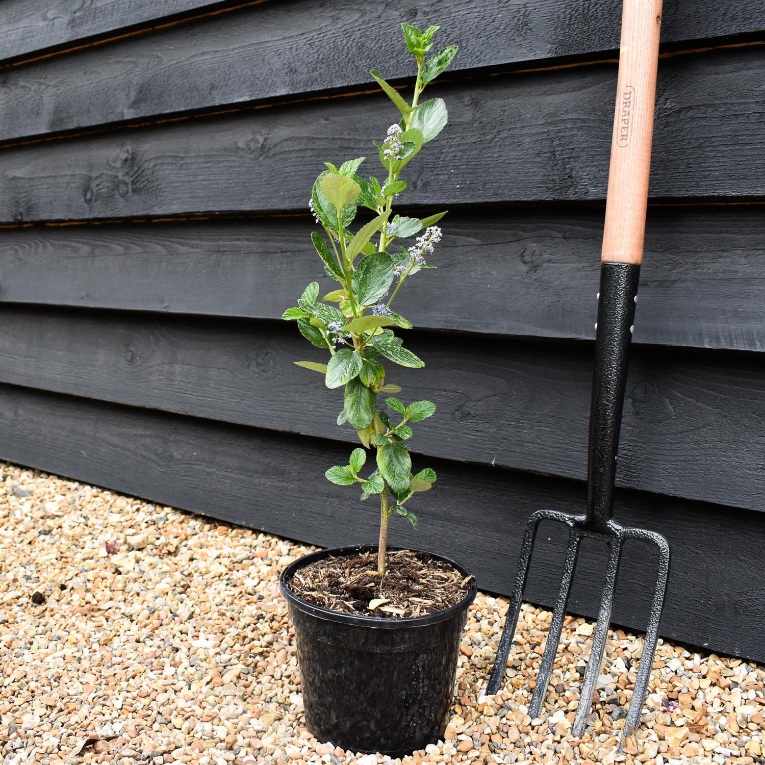 Ceanothus 'Trewithen Blue' - Height40-60cm - Bushy - 3lt