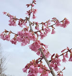 Prunus 'Okame' | Taiwan Cherry - Clear Stem 120cm - Girth 6-8cm - Height 170-200cm - 20lt