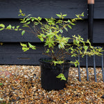 Abelia Radiance - 20-30cm, 3lt