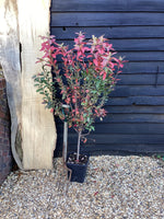 Amelanchier x grandiflora 'Robin Hill' - 1/4 Std - 5cm - 110-120cm, 15lt