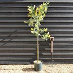 Cytisus battandieri | Moroccan Broom - Height 190-200cm - 12lt