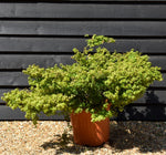 Acer palmatum 'Little Princess' | Japanese maple 'Little Princess' - Dwarf Tree - Height 30-50cm - 25lt
