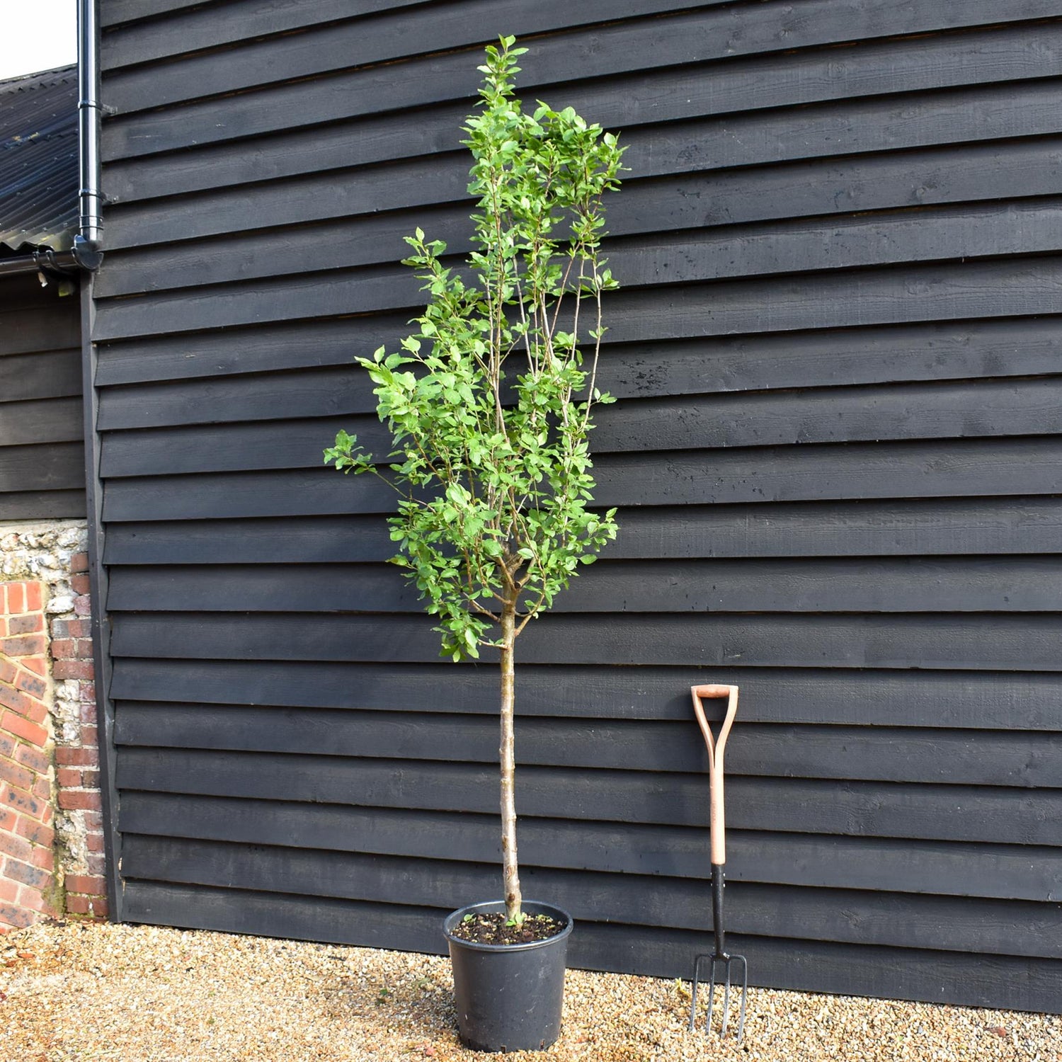 Plum tree 'Stanley' | Prunus domestica - 170-180cm - 30lt