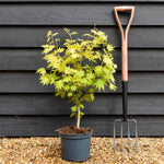 Acer palmatum 'Jordan' | Japanese maple 'Jordan' - Tree - Height 50-70cm - 5lt