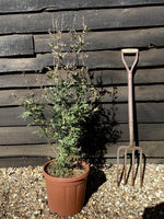 Acer palmatum 'Shaina' | Japanese maple - 110-160cm - Bushy - 15lt