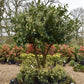 Prunus laurocerasus 'Novita' - Multistem - Parachute - Height 300-320cm - Width 250-300cm - 285lt