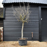 Chinese Date | Ziziphus Jujuba - Specimen/Mature tree - Height - Height 350-400cm - 230lt