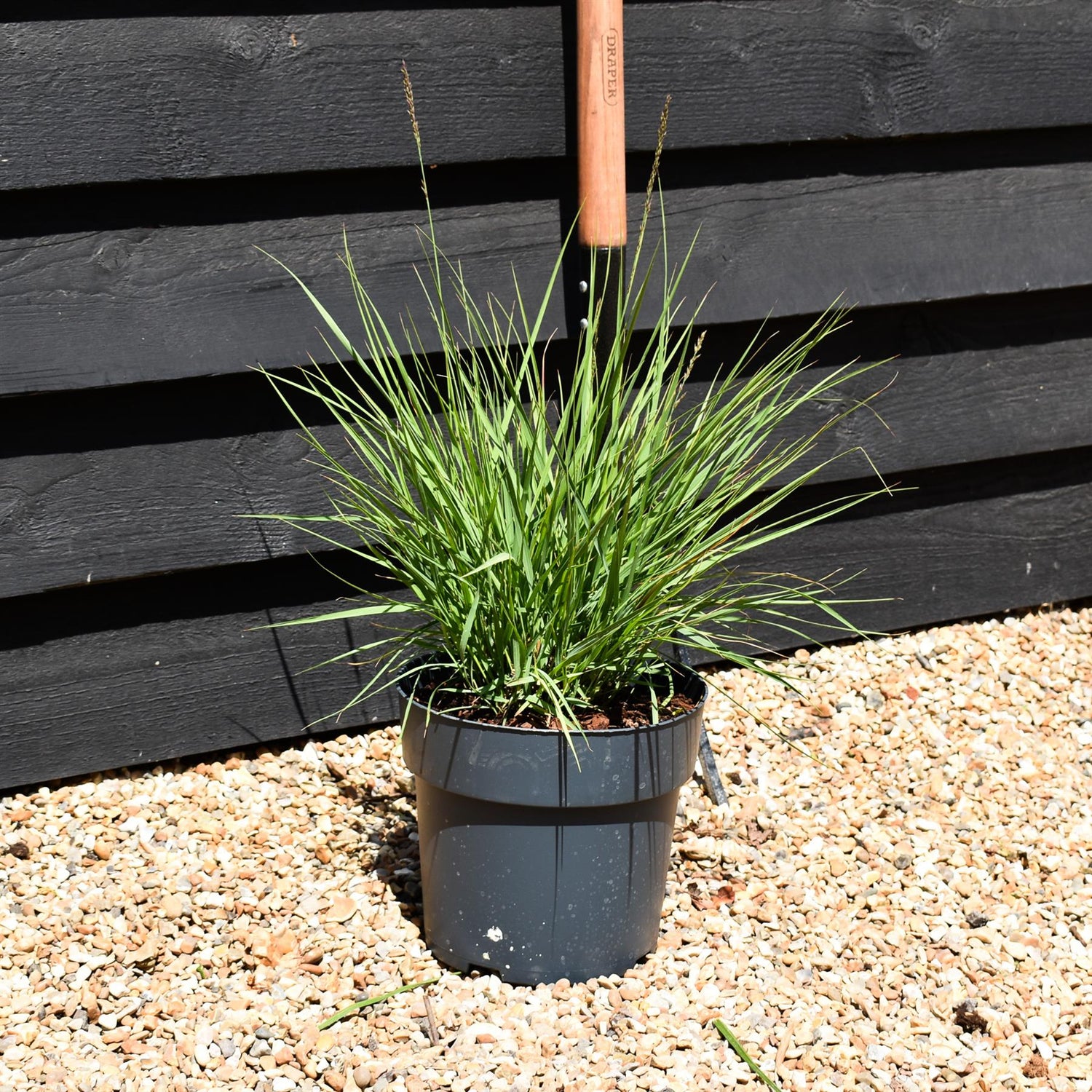 Molinia caerulea 'Moorflamme' - Grass - Herbaceous Perennial - Height 20-30cm - 6.5lt