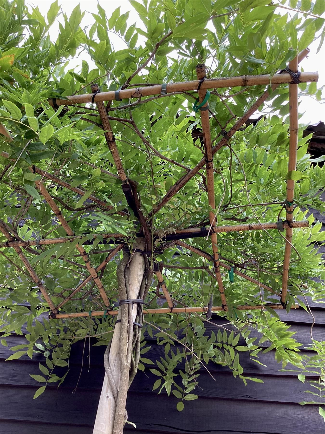 Wisteria | Chinese wisteria - Frame - 270-300cm, 35lt