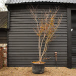 Acer palmatum 'Inosukaza' | Japanese maple 'Inosukaza' - Specimen Tree - Height 300-330cm - 180lt