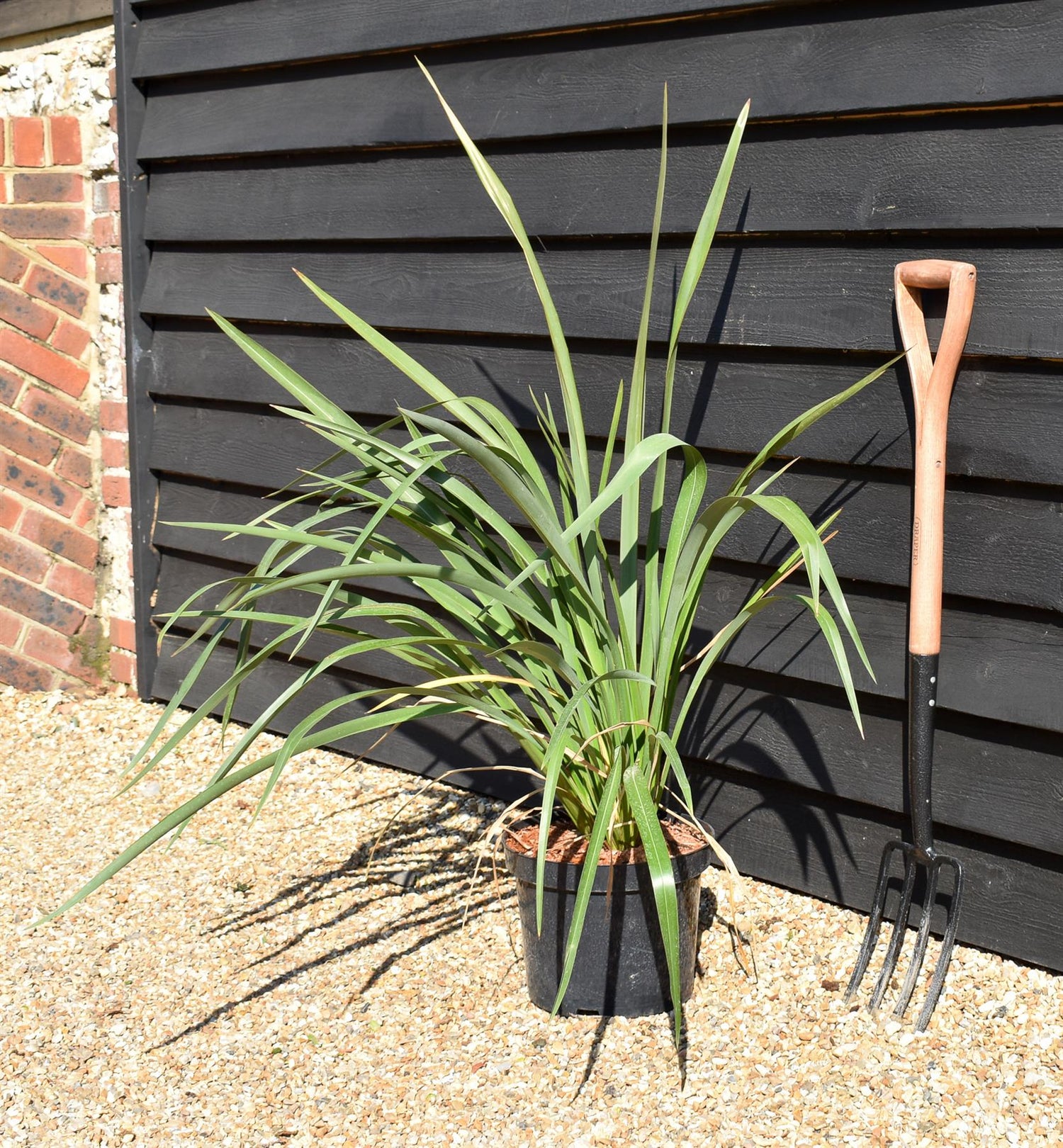 Phormium tenax - Height 80-100cm - 10lt