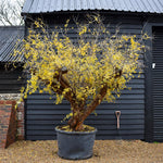 Pomegranate | Punica granatum - Mature Specimen 12A - 3 Branches - Height 230-240cm - 230lt