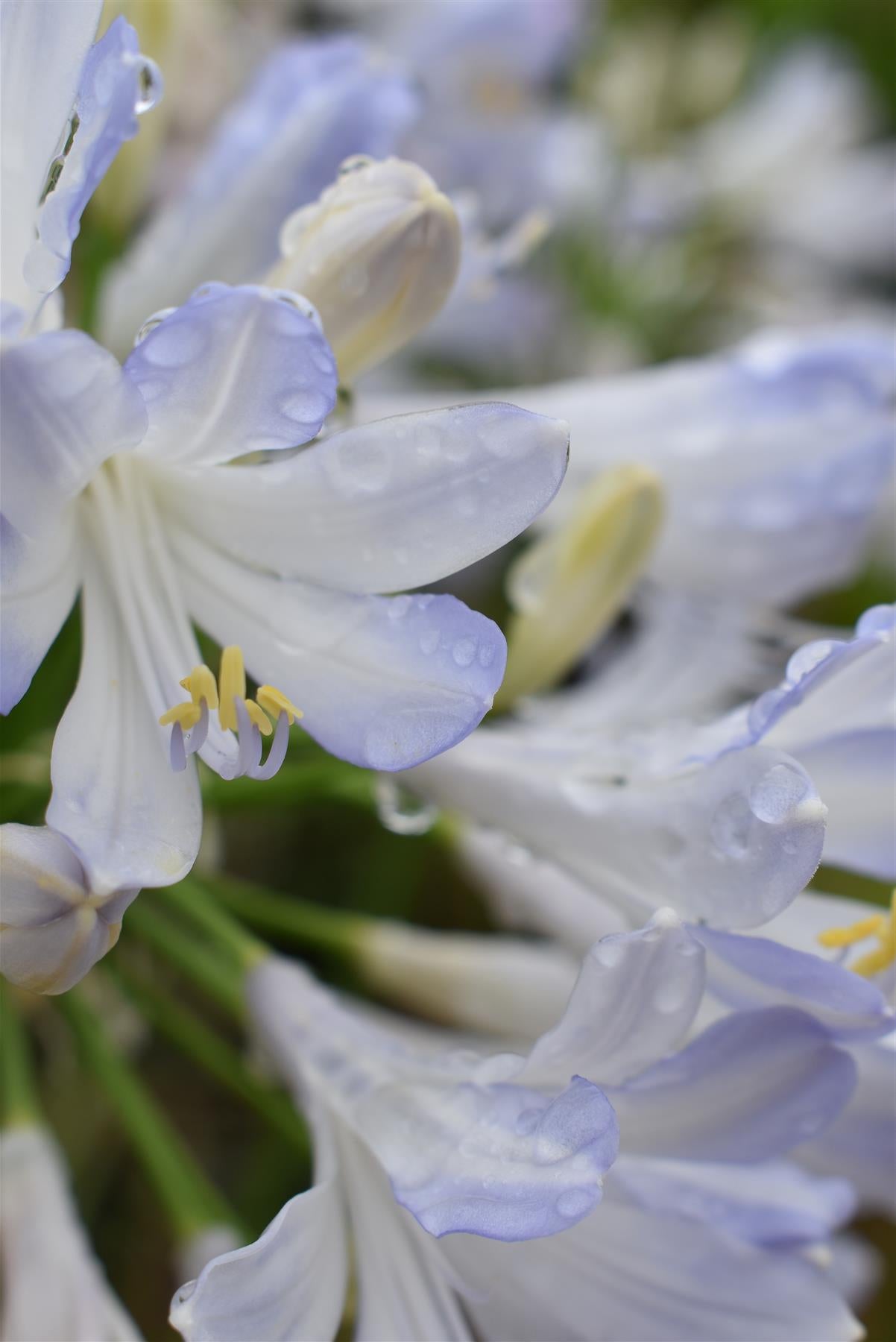 Agapanthus | Lily of the Nile - 60-70cm, 25lt