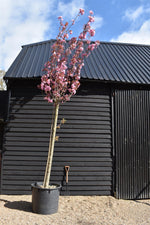 Prunus serrulata 'Kanzan' | Cherry ‘Kanzan’ - Girth 24cm - 400-420cm - 200lt