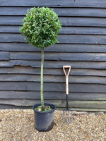 Laurus nobilis Junior| Bay laurel 1/2 std Clear Stem - 140-150cm, 25lt