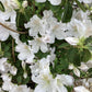 Azalea Japonica Snow | Rhododendron 'Snow' - 90cm, 18lt