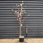 Cornus controversa 'Variegata' | Wedding Cake Tree - Feathered - Height 190-210cm - 25lt