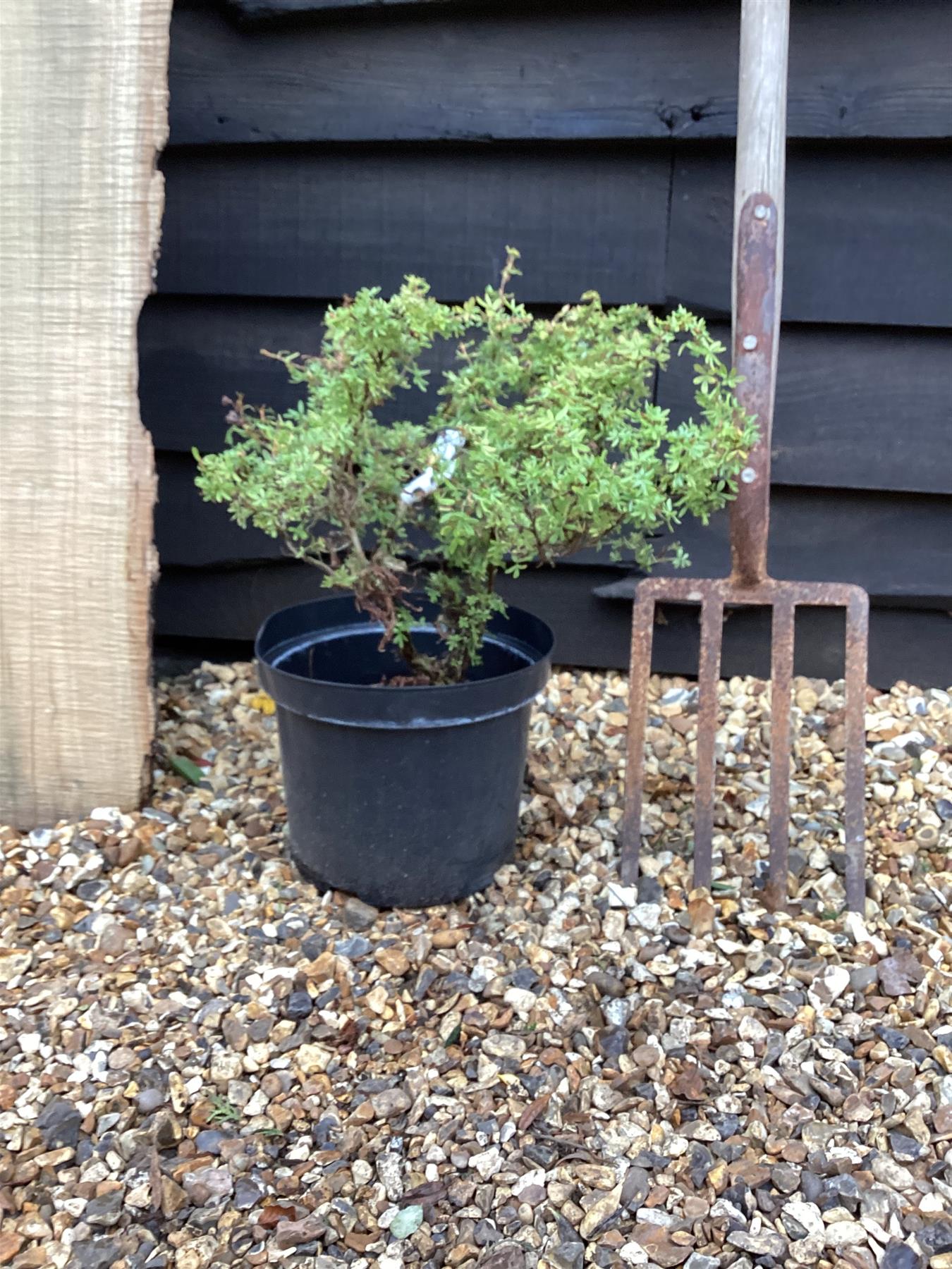 Potentilla fruticosa 'Tangerine' | Shrubby cinquefoil 'Tangerine' - 10-20cm, 5lt