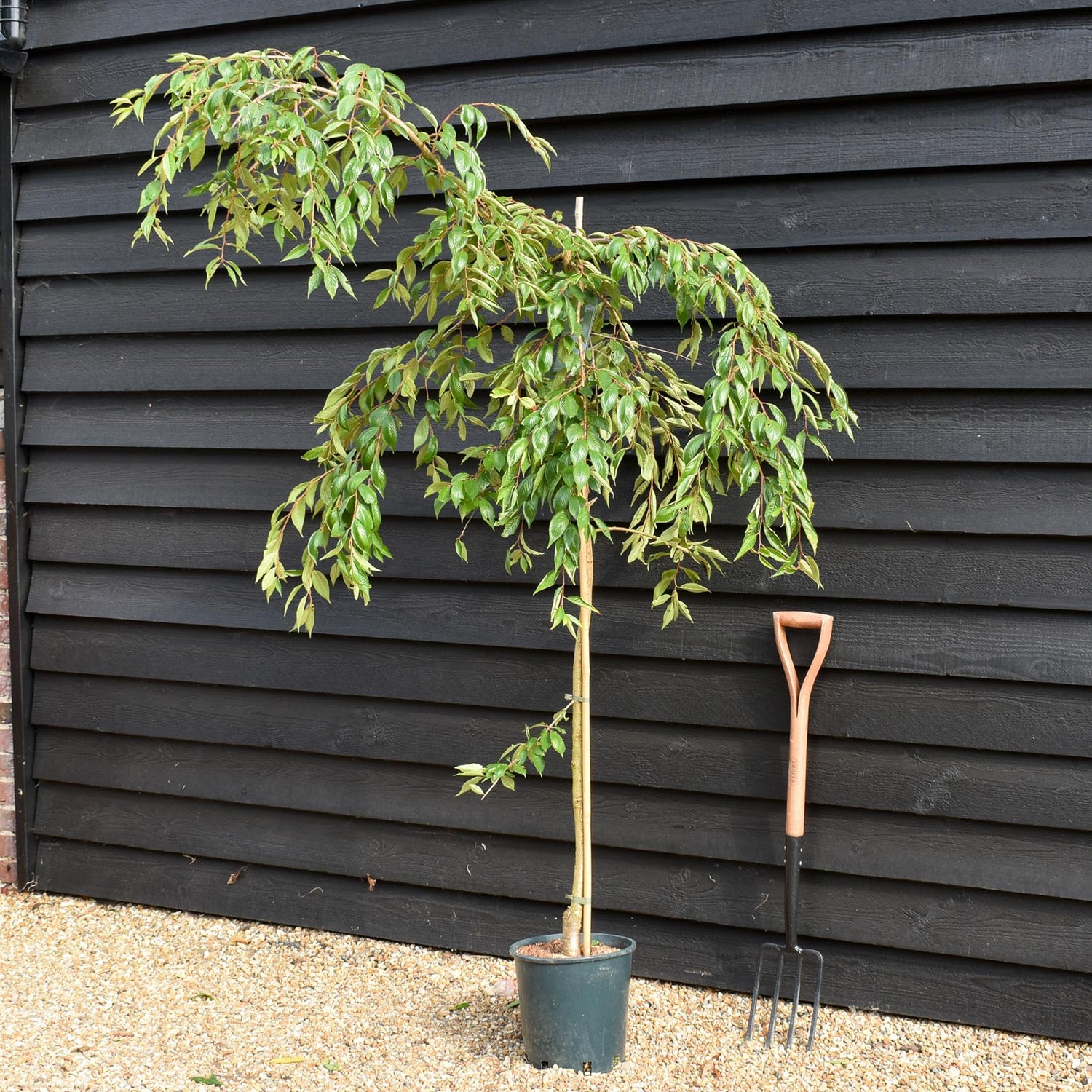 Prunus Marie Mallet |  Weeping Cherry 'Marie Mallet' - 150-200cm - 10lt