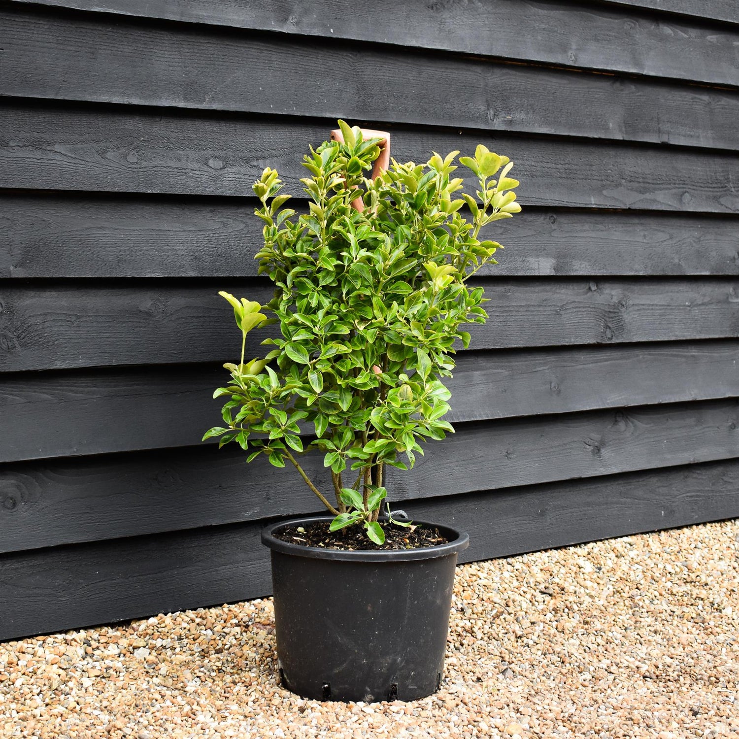Euonymus Japonicus 'Aureomarginatus' - 100cm, 20lt