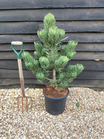 Pinus nigra 'Oregon Green' | Austrian pine 'Oregon Green' - Height 90cm - Width 80cm - 20lt