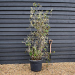 Corylus avellana 'Contorta' | Corkscrew Hazel - Height 160-190cm - 45lt